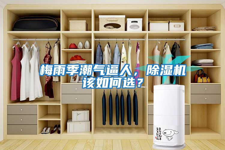 梅雨季潮氣逼人，除濕機該如何選？